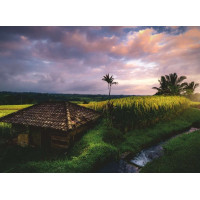 RAVENSBURGER Puzzle Rýžová pole na Bali 500 dílků