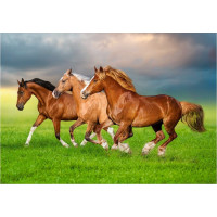 CASTORLAND Puzzle Koně v jarním spěchu 500 dílků