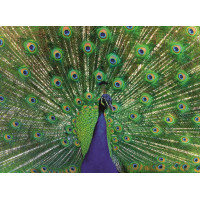RAVENSBURGER Puzzle Majestátní páv 500 dílků