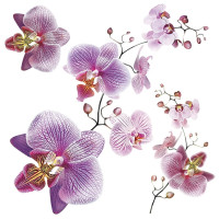 Moderní samolepka na zeď - Orchideje - 30x30 cm