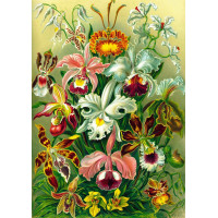 GOOD LOOT Puzzle Imagination: Ernst Haeckel - Orchidej 1000 dílků