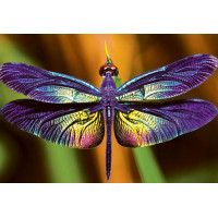 INTERDRUK Puzzle Colorful Nature: Vážka 250 dílků