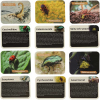 Archeologická sada - Jantarové fosilie hmyzu