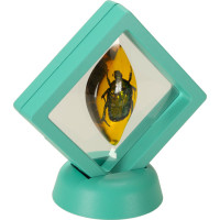 Archeologická sada - Jantarové fosilie hmyzu