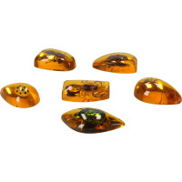 Archeologická sada - Jantarové fosilie hmyzu