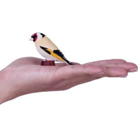 Mojo Stehlík obecný v krabičce