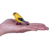 Mojo Stehlík americký v krabičce