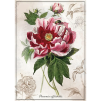 INTERDRUK Puzzle Botanic: Pivoňka 1000 dílků