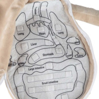 Panenka pro učení anatomie - chlapec