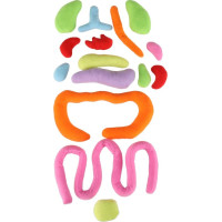 Panenka pro učení anatomie - chlapec