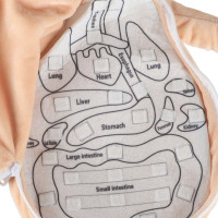 Panenka pro učení anatomie - dívka