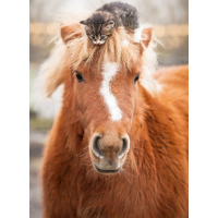 RAVENSBURGER Puzzle Poník a koťátko 500 dílků