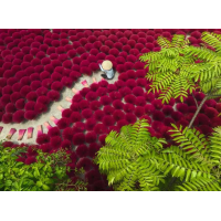 RAVENSBURGER Puzzle Rudé moře 500 dílků