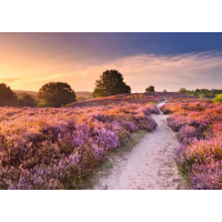 RAVENSBURGER Puzzle Růžová cesta 1000 dílků