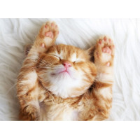 RAVENSBURGER Puzzle Spící chlupáček 500 dílků