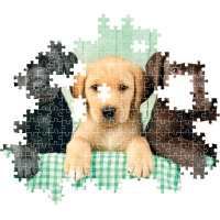 CLEMENTONI Puzzle Tři labradoři 1000 dílků