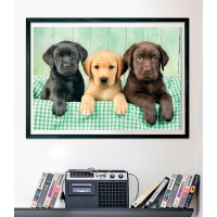 CLEMENTONI Puzzle Tři labradoři 1000 dílků