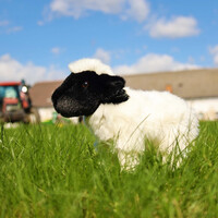 Rappa Plyšová ovce 27 cm ECO-FRIENDLY