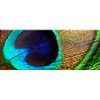 Obraz na plátně PANORAMA PEACOCK - vzor 23