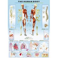 Puzzle Lidské tělo - 1000 dílků