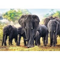 Puzzle Afričtí sloni - 1000 dílků