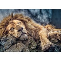 Puzzle Spící lev - 1000 dílků