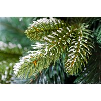 Vánoční stromek - horská borovice 220 cm