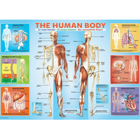 EUROGRAPHICS Puzzle Lidské tělo 200 dílků