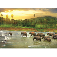 EUROGRAPHICS Puzzle Save Our Planet: Deštný prales 1000 dílků