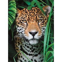 CLEMENTONI Puzzle Jaguár v džungli 500 dílků