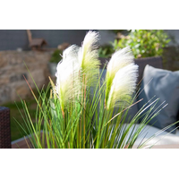 Umělá tráva pampová - 90 cm - ecru bílá