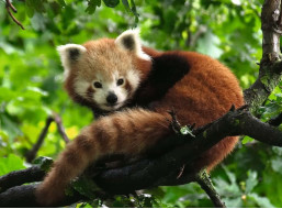 RAVENSBURGER Puzzle Panda červená 500 dílků