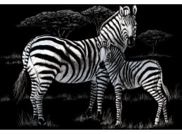 Stříbrný škrabací obrázek Zebra s mládětem