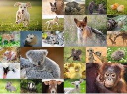 RAVENSBURGER Puzzle Koláž zvířecích mláďat XXL 200 dílků