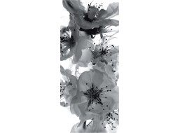 Moderní fototapeta - Květy sakury - černobílé - 90x202 cm