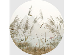 Moderní fototapeta - Rákosí - kulatá - 70 cm