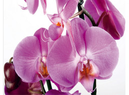 Moderní fototapeta - Fialová orchidej - 360x270 cm