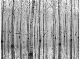 Moderní fototapeta - Břízový les - 360x270 cm