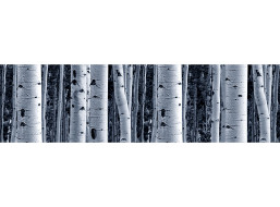 Moderní samolepící bordura - Břízy - 14x500 cm