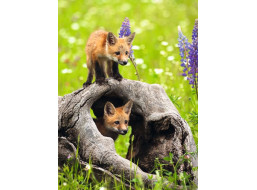 RAVENSBURGER Puzzle Zvědavé lišky XXL 300 dílků