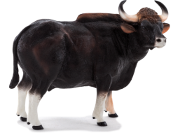 Mojo Gaur býk
