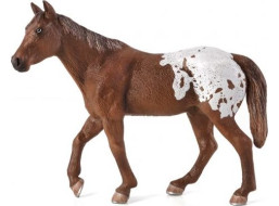 Mojo Appaloosa hřebec hnědý