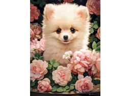 CASTORLAND Puzzle Štěně Pomeraniana v růžích 300 dílků
