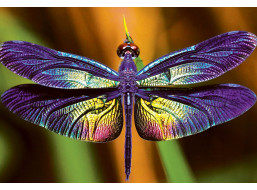 INTERDRUK Puzzle Colorful Nature: Vážka 250 dílků