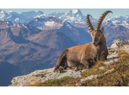 RAVENSBURGER Puzzle Kamzík v údolí Toggenburg 1000 dílků