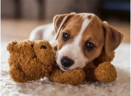 RAVENSBURGER Puzzle Hřejivé objetí 500 dílků