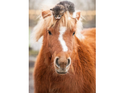 RAVENSBURGER Puzzle Poník a koťátko 500 dílků