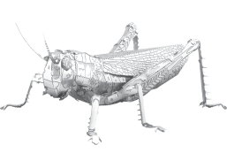 METAL EARTH 3D puzzle Luční koník