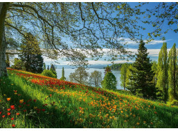 SCHMIDT Puzzle Kvetoucí tulipány na ostrově Mainau 1000 dílků