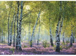RAVENSBURGER Puzzle Březový les Birkenwald, Francie 1000 dílků